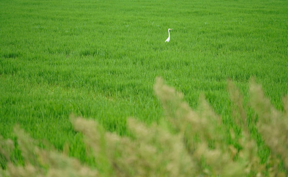 生长茂盛的水稻苗和白色鸟