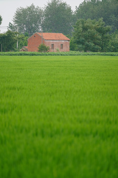 水稻苗和红砖房