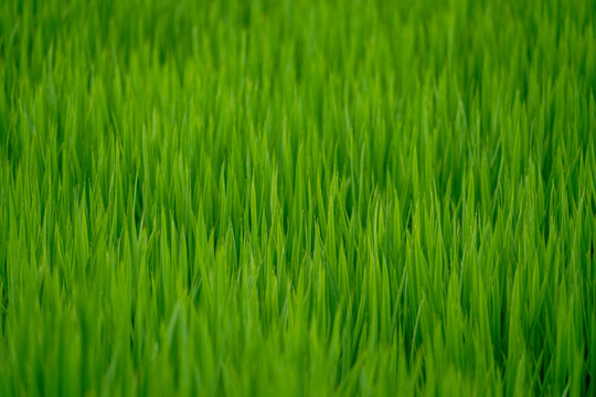 生长茂盛的水稻田