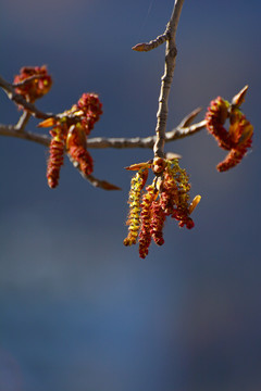 杨树花穗