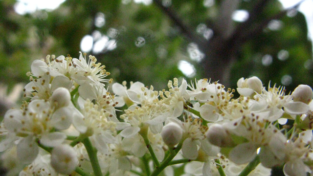 石楠花