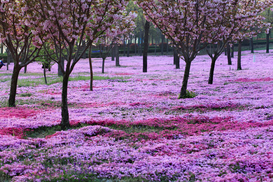 芝樱花