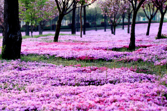 芝樱花