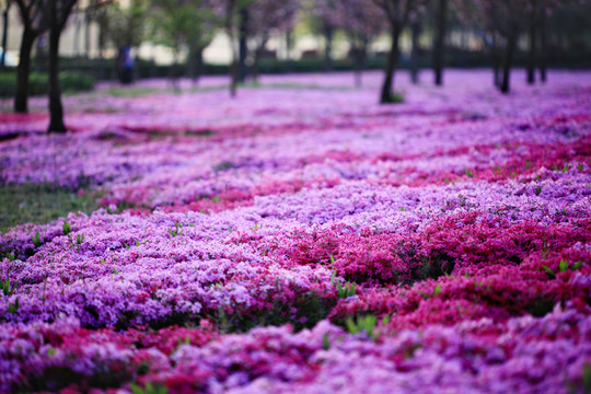 芝樱花