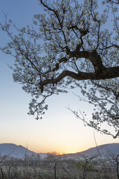 蓝天日落田野老梨树田园风光