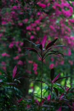 春天铁树的嫩叶与同颜色三角梅