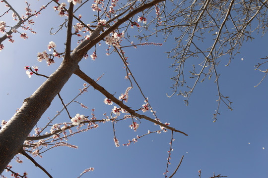 春天杏树杏花开了
