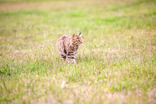 猫咪