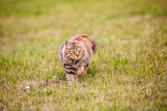 猫咪