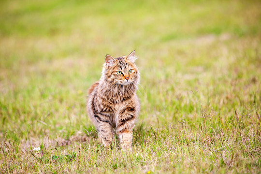 猫咪