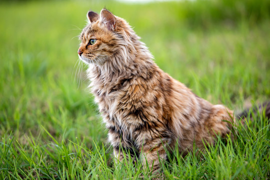 猫咪