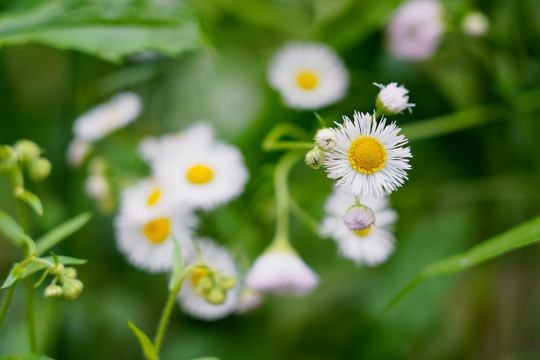 白色小花