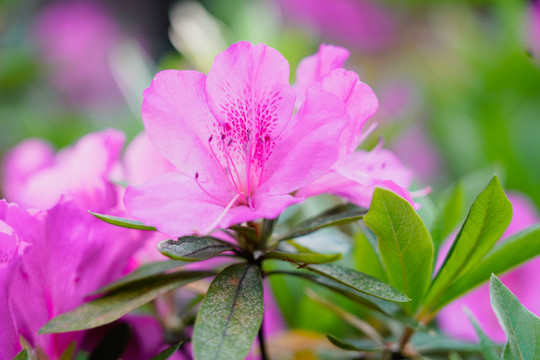 杜鹃花瓣