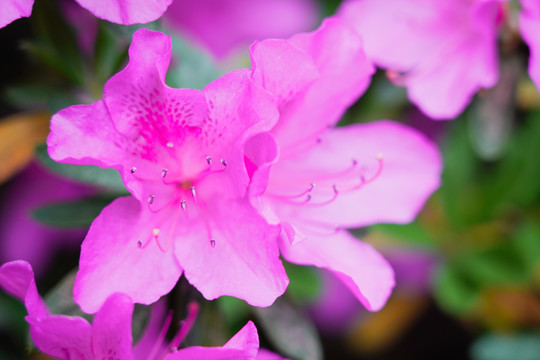 杜鹃花开