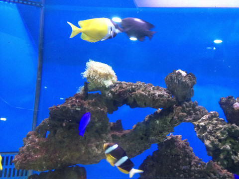 上海海洋水族馆