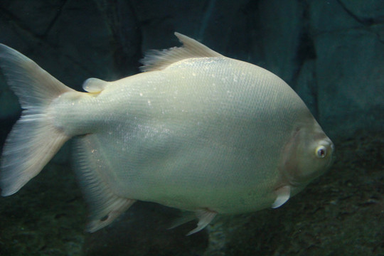 上海海洋水族馆