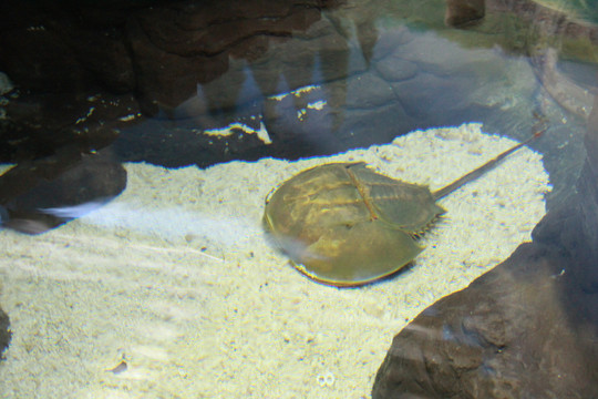 上海海洋水族馆