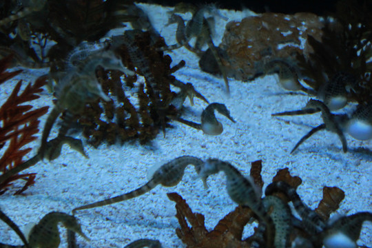 上海海洋水族馆