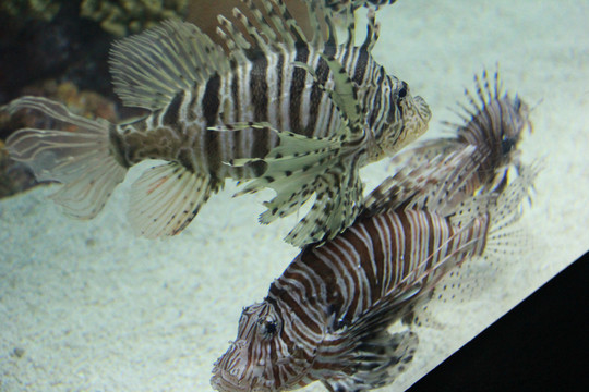 上海海洋水族馆