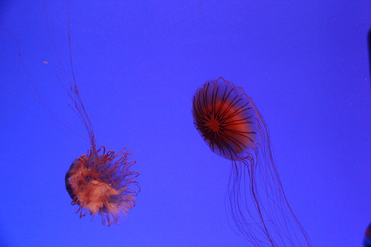 上海海洋水族馆