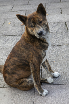 中华名犬虎斑犬