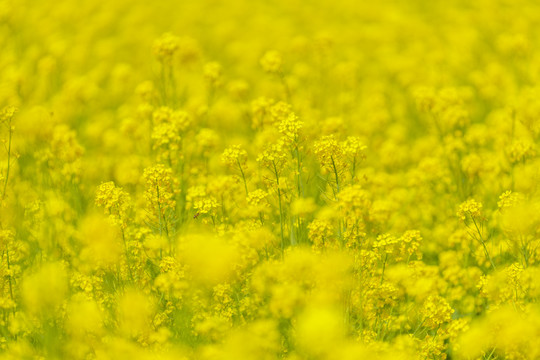 油菜花海