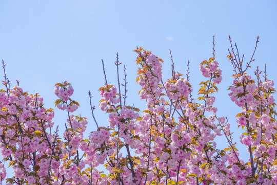 樱花背景