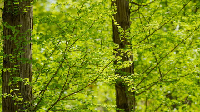 春天水杉树绿叶背景