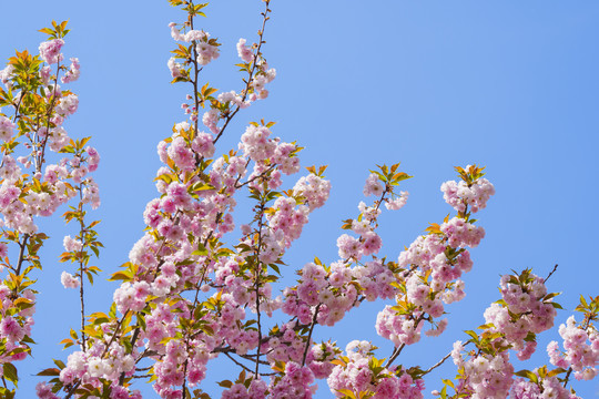 樱花