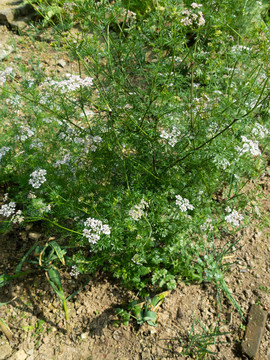 菜园里种植的芫荽