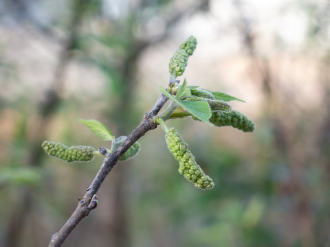 构树在春天的花期