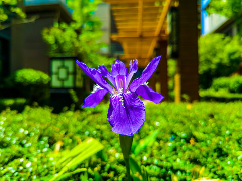 鸢尾花扁竹兰