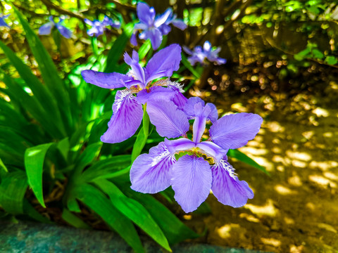 高清鸢尾花