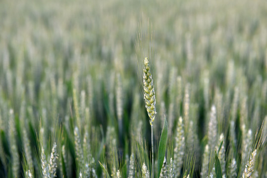 谷雨小麦抽穗