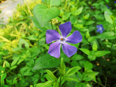 蔓长春花