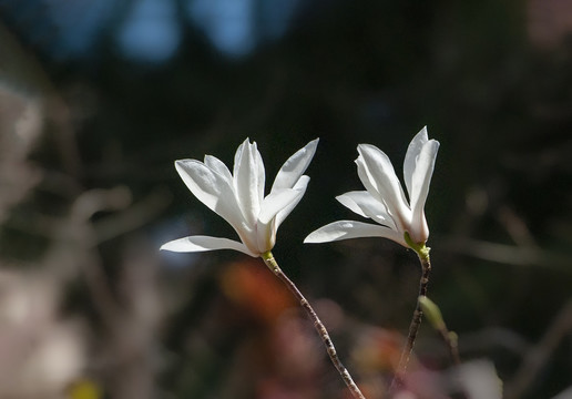 玉兰花