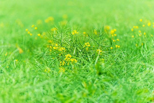 油菜田