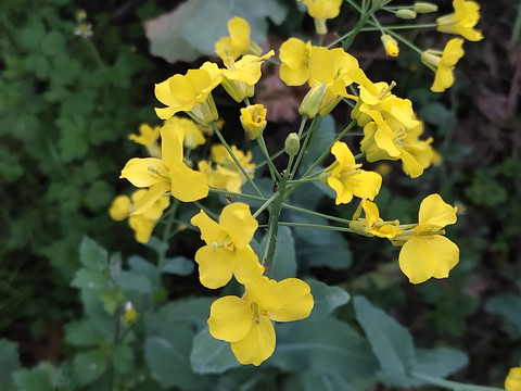 油菜花