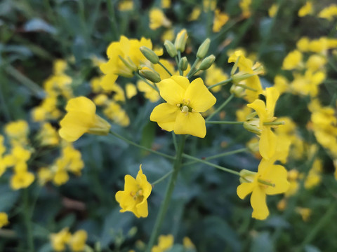 油菜花