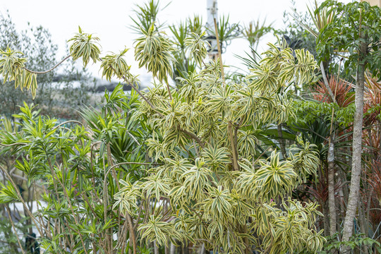 百合竹