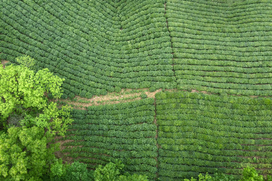 茶田茶园俯瞰图片