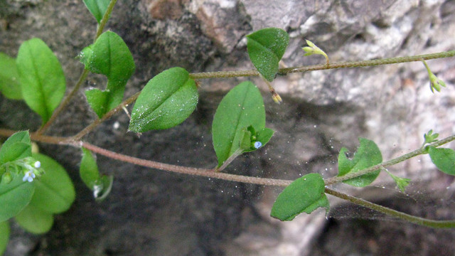 附地菜