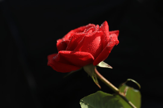 黑背景红玫瑰