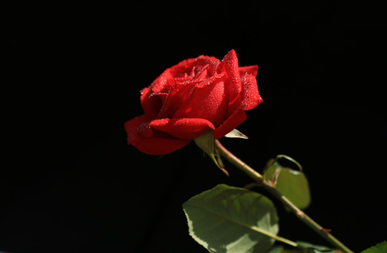 玫瑰  月季 蔷薇