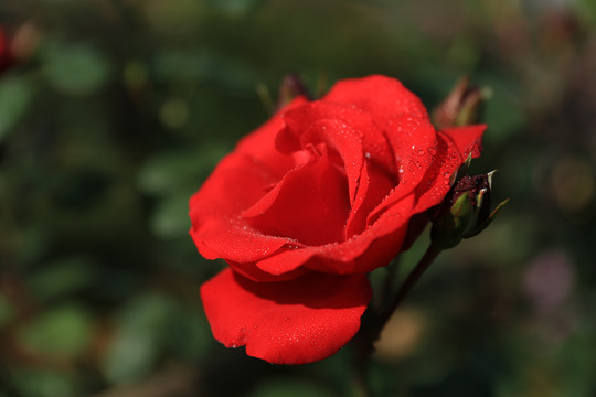 水珠玫瑰花