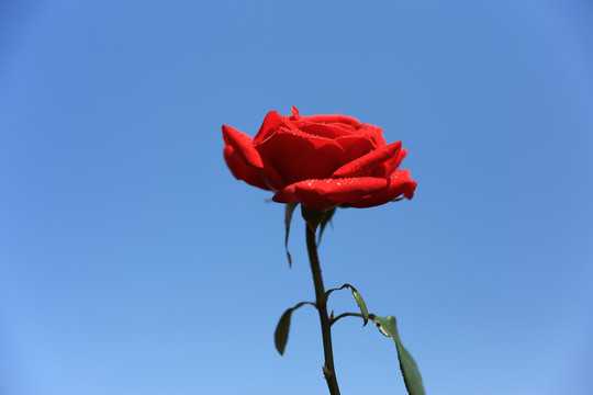 月季花