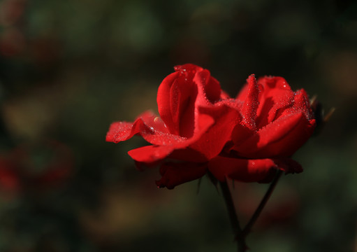 露珠多层玫瑰花