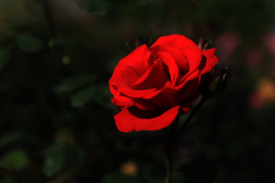 多层水珠红玫瑰