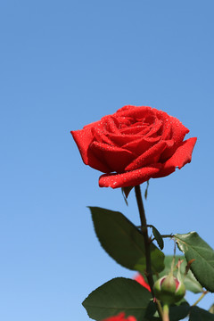 兰色背景一枝盛开的玫瑰