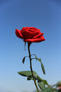 兰色背景一支红玫瑰